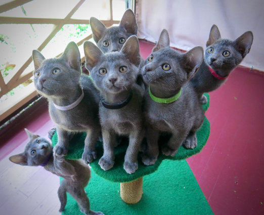 Kittens at 9 weeks
